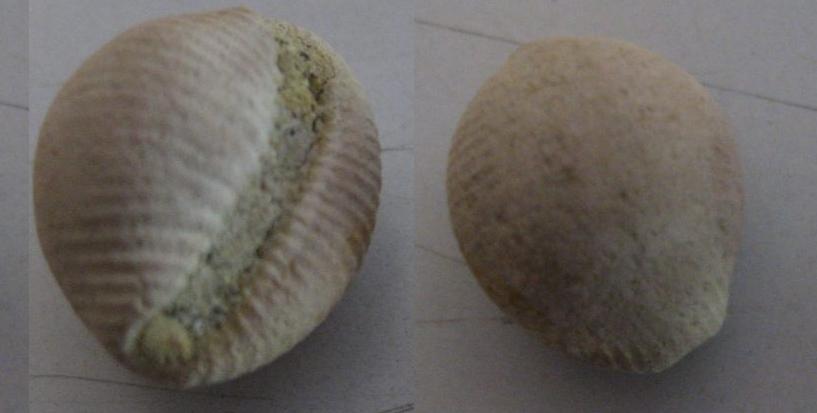 Trivia , tortoniano  .2